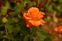 Rose-Garden-img_3006