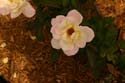 Rose-Garden-img_3007