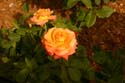 Rose-Garden-img_3008