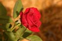 Rose-Garden-img_3010