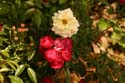 Rose-Garden-img_3013