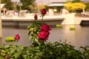 Rose-Garden-img_3014