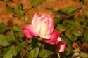 Rose-Garden-img_3021