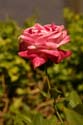 Rose-Garden-img_3022