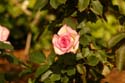 Rose-Garden-img_3024