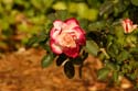 Rose-Garden-img_3026