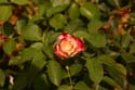 Rose-Garden-img_3028