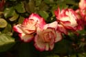 Rose-Garden-img_3029