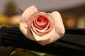 Rose-Garden-img_3032