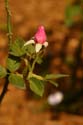 Rose-Garden-img_3033