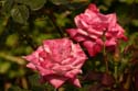 Rose-Garden-img_3035