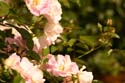 Rose-Garden-img_3037