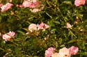 Rose-Garden-img_3039