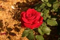 Rose-Garden-img_3043