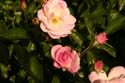 Rose-Garden-img_3050