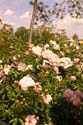 Rose-Garden-img_3051