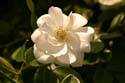 Rose-Garden-img_3056