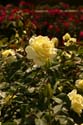 Rose-Garden-img_3061