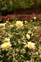 Rose-Garden-img_3062