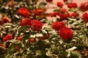 Rose-Garden-img_3063