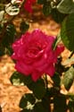 Rose-Garden-img_3064