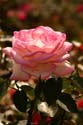 Rose-Garden-img_3065