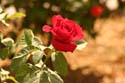 Rose-Garden-img_3066