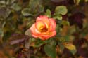 Rose-Garden-img_3069