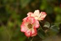 Rose-Garden-img_3070