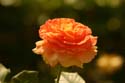 Rose-Garden-img_3072