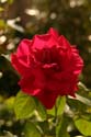 Rose-Garden-img_3073