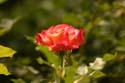 Rose-Garden-img_3075