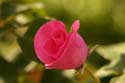 Rose-Garden-img_3076