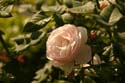 Rose-Garden-img_3084