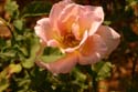 Rose-Garden-img_3086