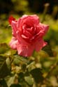 Rose-Garden-img_3087