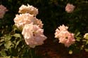 Rose-Garden-img_3088