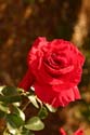 Rose-Garden-img_3095