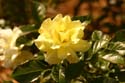 Rose-Garden-img_3097