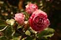 Rose-Garden-img_3100