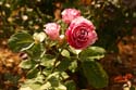 Rose-Garden-img_3102