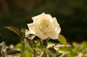 Rose-Garden-img_3103