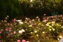 Rose-Garden-img_3104