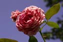 Rose-Garden-img_4405_1