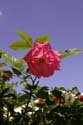 Rose-Garden-img_4410_3