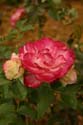 Rose-Garden-img_5114_5