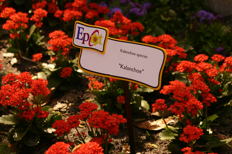 Flower-Garden-img_3425