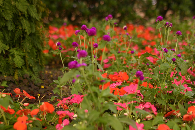 Flower-Garden-img_3450