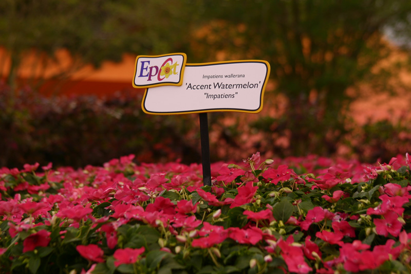 Flower-Garden-img_3451