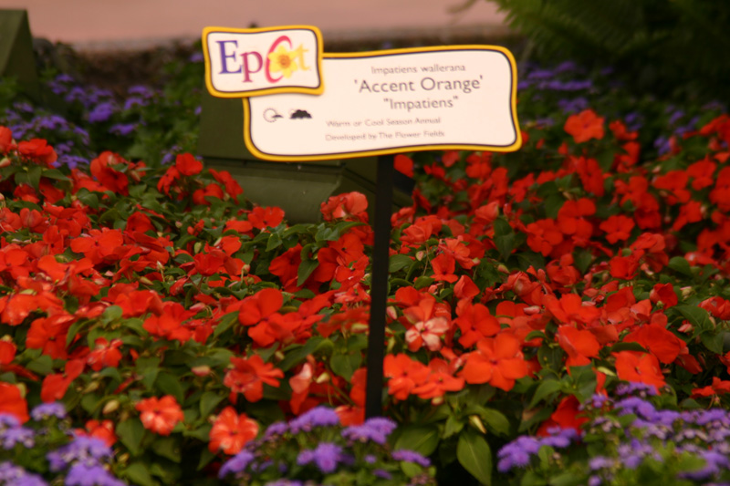 Flower-Garden-img_3453